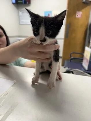An adult small-sized male Domestic Medium Hair cat named Grim Reapurr for adoption in Shreveport, LA