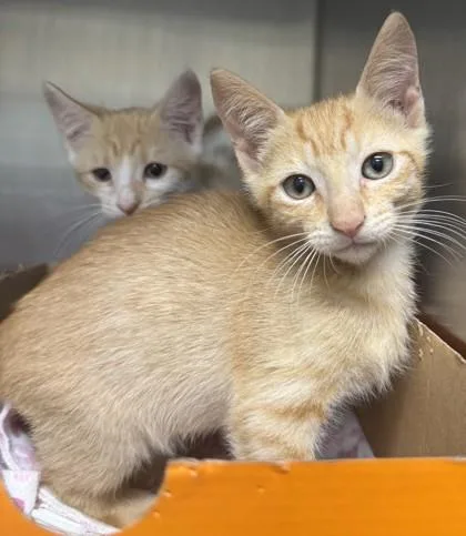 A baby small-sized male Domestic Short Hair cat named Flareon for adoption in Honolulu, HI