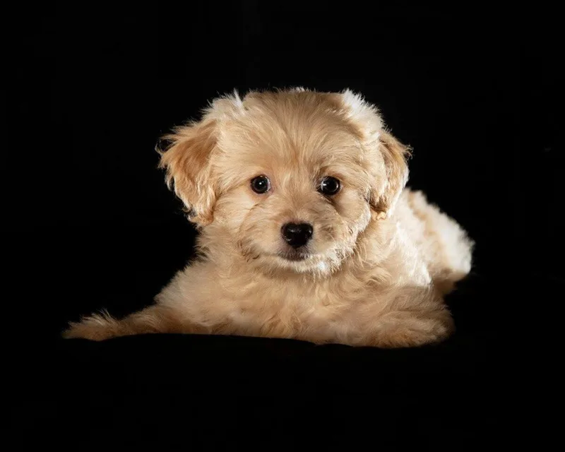 A baby small-sized female Yellow / Tan / Blond / Fawn Maltese dog named Cinderella for adoption in Coachella, CA