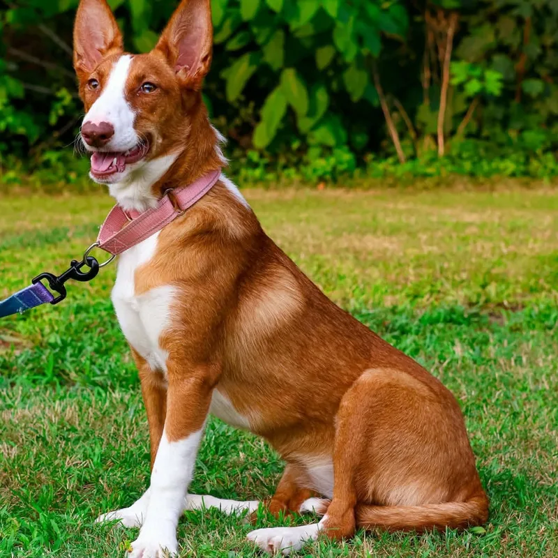 A young medium-sized female Brown / Chocolate Portuguese Podengo dog named Gemma for adoption in HANSON, MA