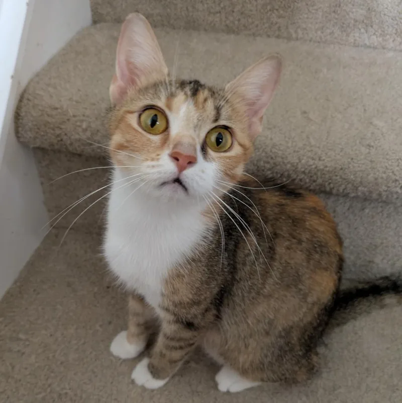 A young medium-sized female Domestic Short Hair cat named Taliah for adoption in Youngsville, NC