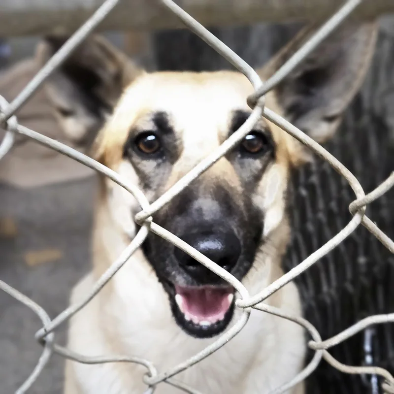 An adult medium-sized female Black German Shepherd Dog dog named Demi  Overlooked Shepard for adoption in Kirkland, WA