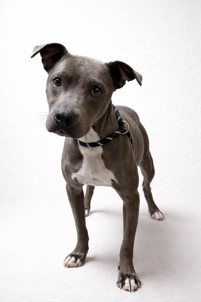 An adult medium-sized female Mixed Breed dog named Queen Sara Saturday for adoption in Florence, SC