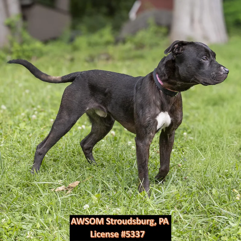 A young medium-sized male Black Labrador Retriever dog named Marshall for adoption in Stroudsburg, PA