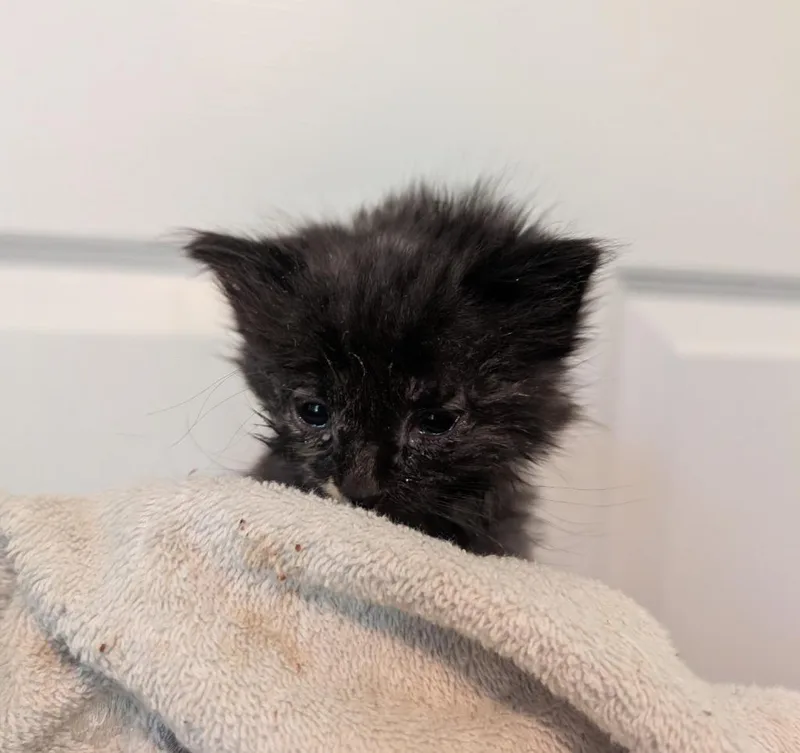 A baby medium-sized female Domestic Medium Hair cat named Zola for adoption in Fort Oglethorpe, GA