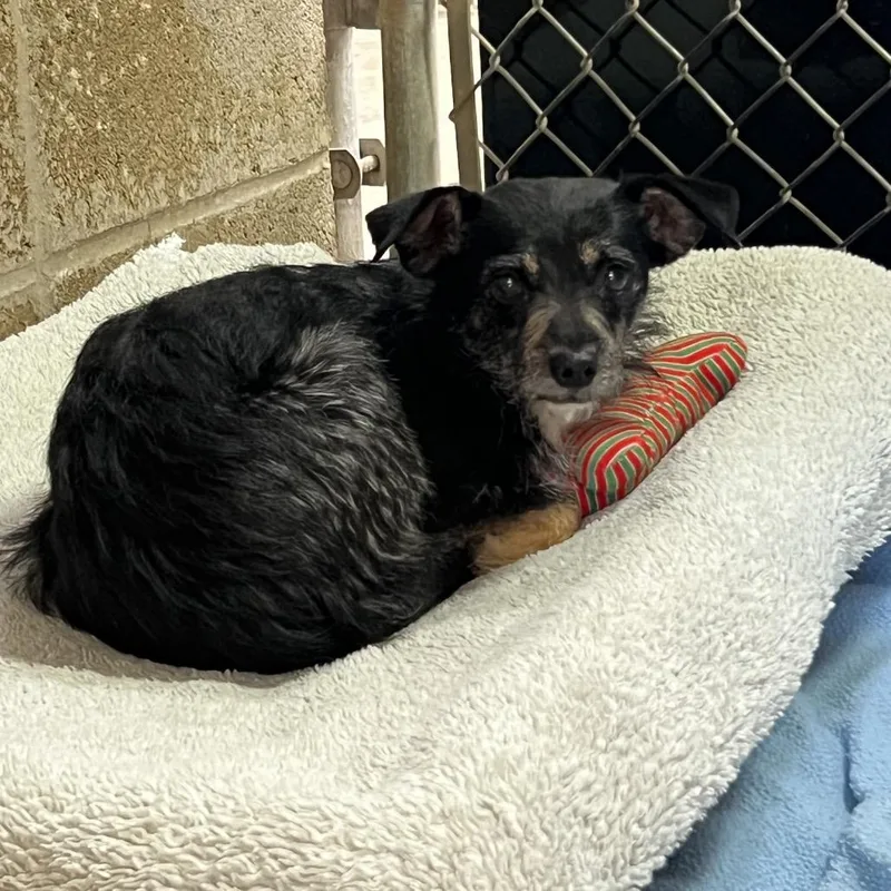An adult small-sized female Black Terrier dog named Mia for adoption in Ojai, CA