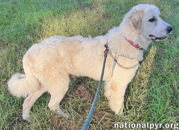 A young large-sized male White / Cream Great Pyrenees dog named Hayden in GA for adoption in Beacon, NY