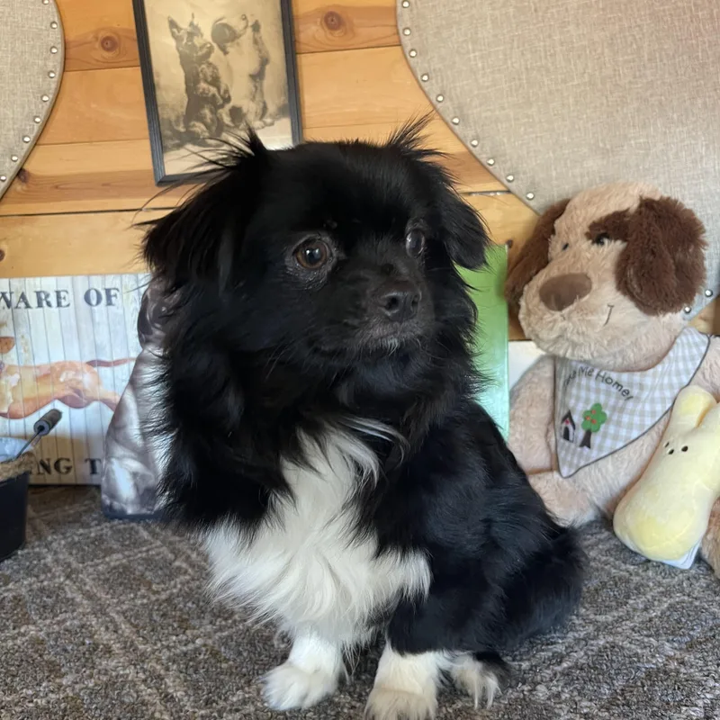 A young small-sized male Black Chihuahua dog named Boots for adoption in Vacaville, CA