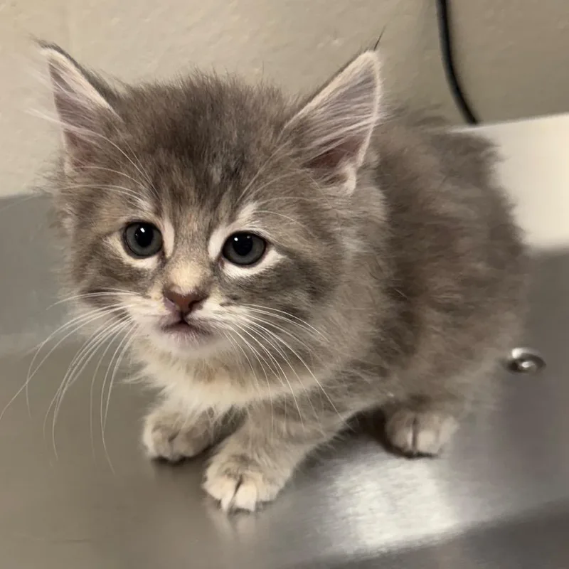 A baby small-sized female Domestic Long Hair cat named Ducky for adoption in Council Bluffs, IA