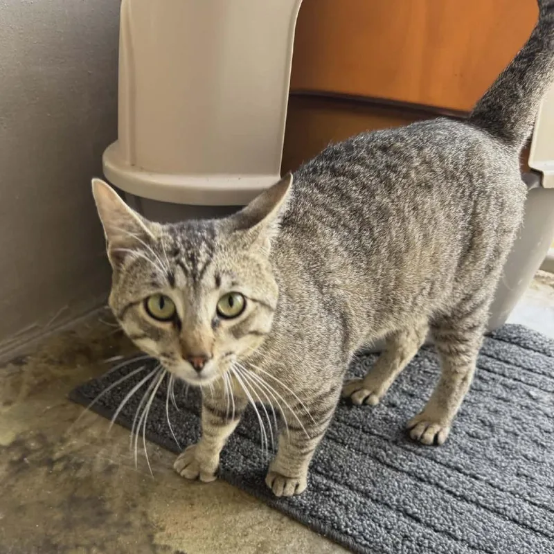 An adult small-sized male Brown / Chocolate Domestic Short Hair cat named Mittens for adoption in Fredericksburg, TX