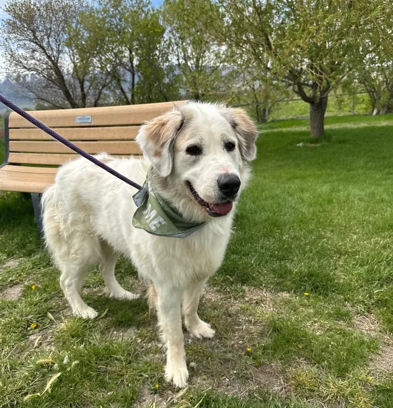 An adult medium-sized female Saint Bernard dog named Roxy for adoption in Logan, UT
