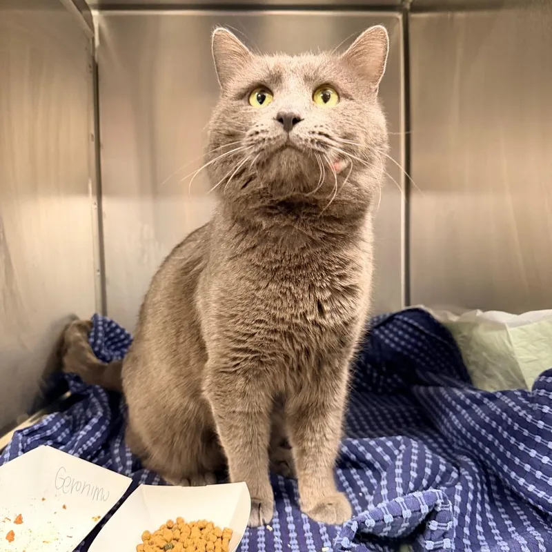 Geronimo thumbnail 2