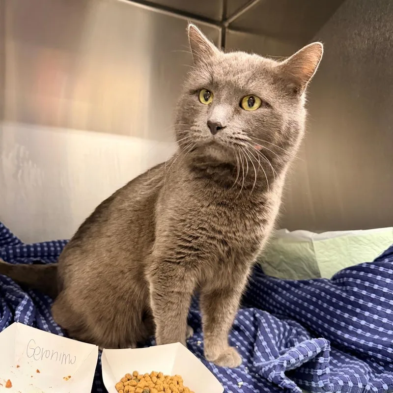 Geronimo thumbnail 3