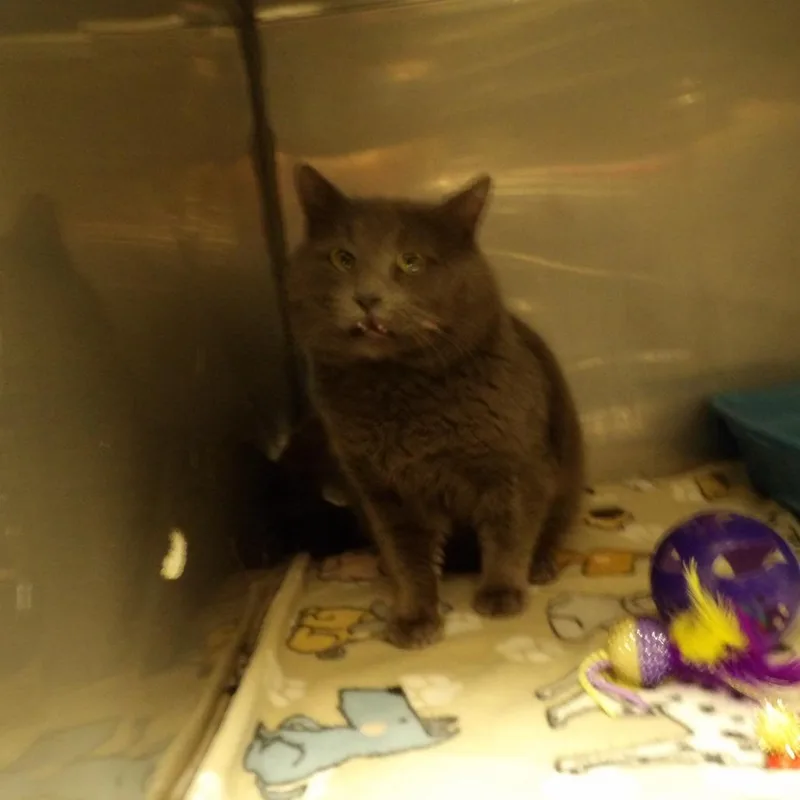 Geronimo thumbnail 4