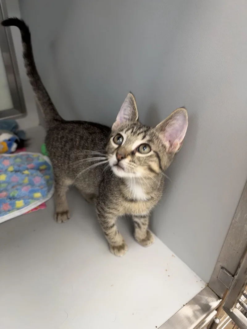 A baby large-sized male Buff / Tan / Fawn Domestic Short Hair cat named Jellybean  Cotton Candy for adoption in Miami Beach, FL
