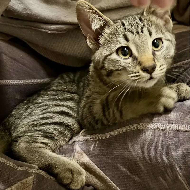 A baby medium-sized male Domestic Short Hair cat named Samwise for adoption in Sonora, CA
