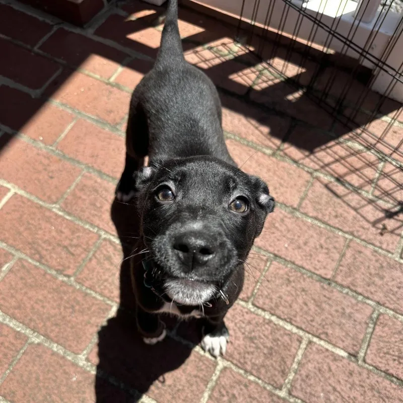 A baby medium-sized female Black Mixed Breed dog named Reine for adoption in Durham, NC