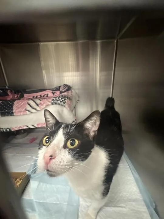 An adult medium-sized female Black Domestic Short Hair cat named Jubilee for adoption in Cincinnati, OH