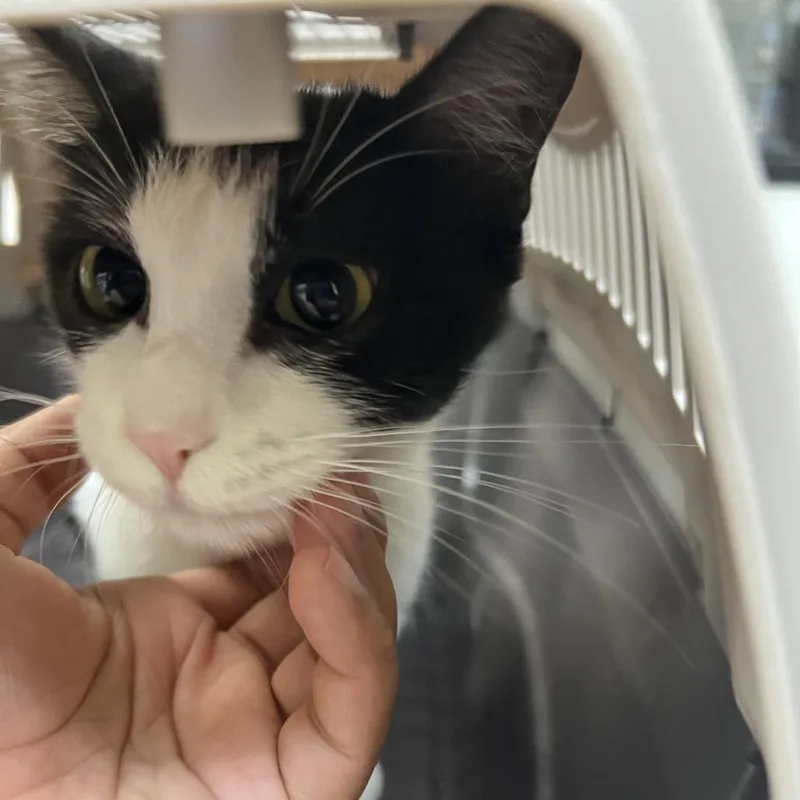 A young medium-sized female Black Domestic Medium Hair cat named Ginger Rogers for adoption in Galveston, TX