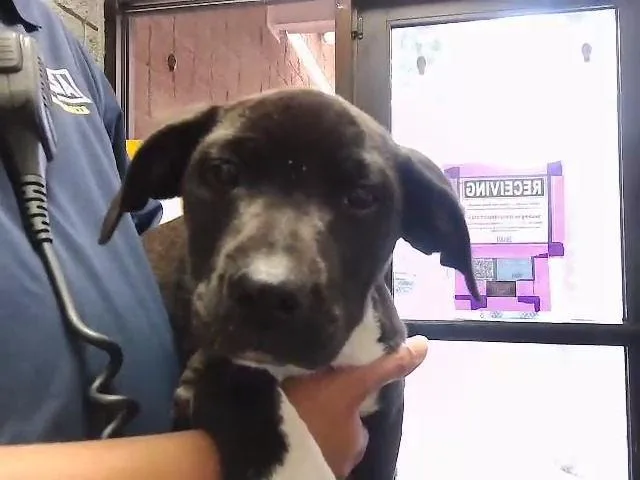 Marcie