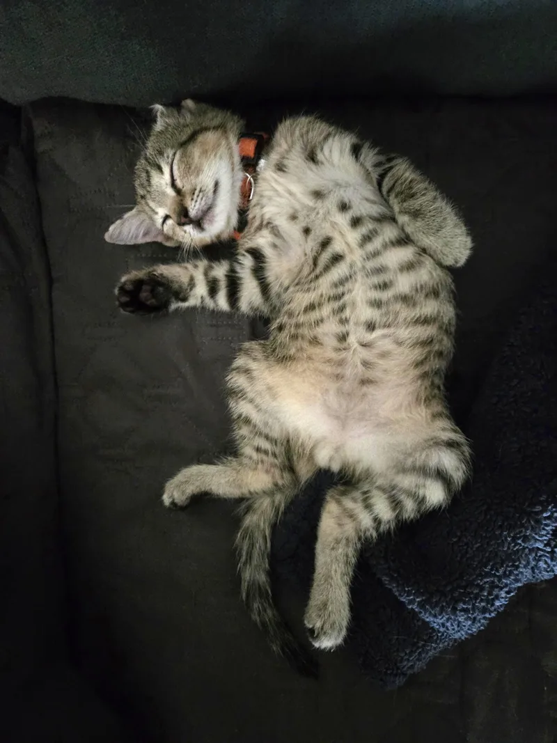 A baby medium-sized male Domestic Short Hair cat named Hitchhiker for adoption in Maitland, FL