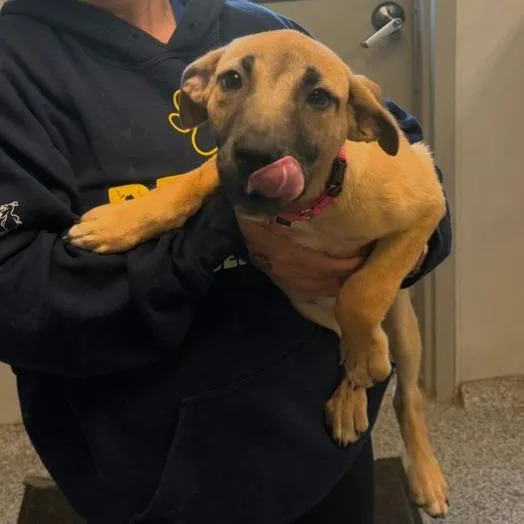 A baby medium-sized female Yellow / Tan / Blond / Fawn Mixed Breed dog named Jenny for adoption in Columbia Station, OH