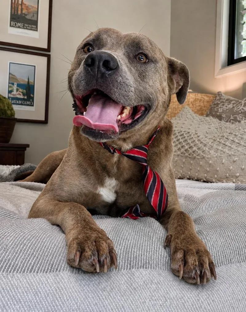 A young large-sized male American Staffordshire Terrier dog named Rex for adoption in Princeton, MA