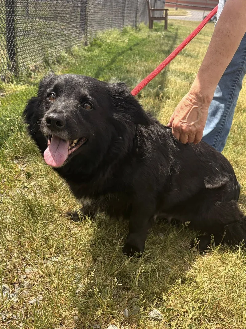 An adult medium-sized female Black Shepherd dog named Princess for adoption in Winchester, VA