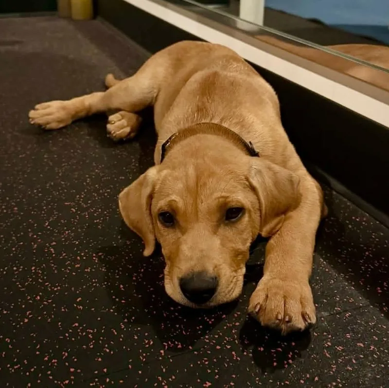 A baby large-sized male Red / Chestnut / Orange Labrador Retriever dog named Norman for adoption in Pelham, NH