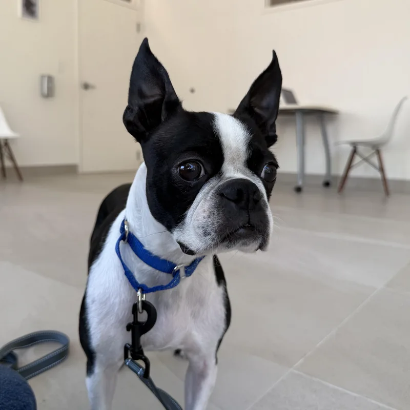 Matilda