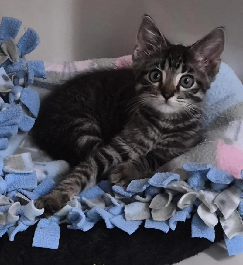 A baby medium-sized male Tabby (Brown / Chocolate) Domestic Short Hair cat named Shane for adoption in Tomah, WI