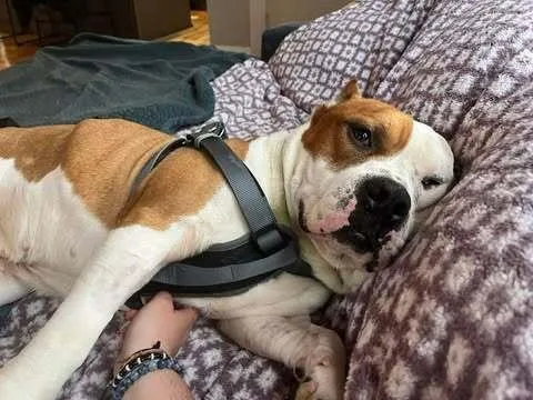 An adult medium-sized male White / Cream Staffordshire Bull Terrier dog named Hardy for adoption in Indianapolis, IN