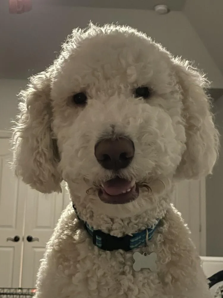 An adult large-sized male Old English Sheepdog dog named Cannon for adoption in Dallas, TX