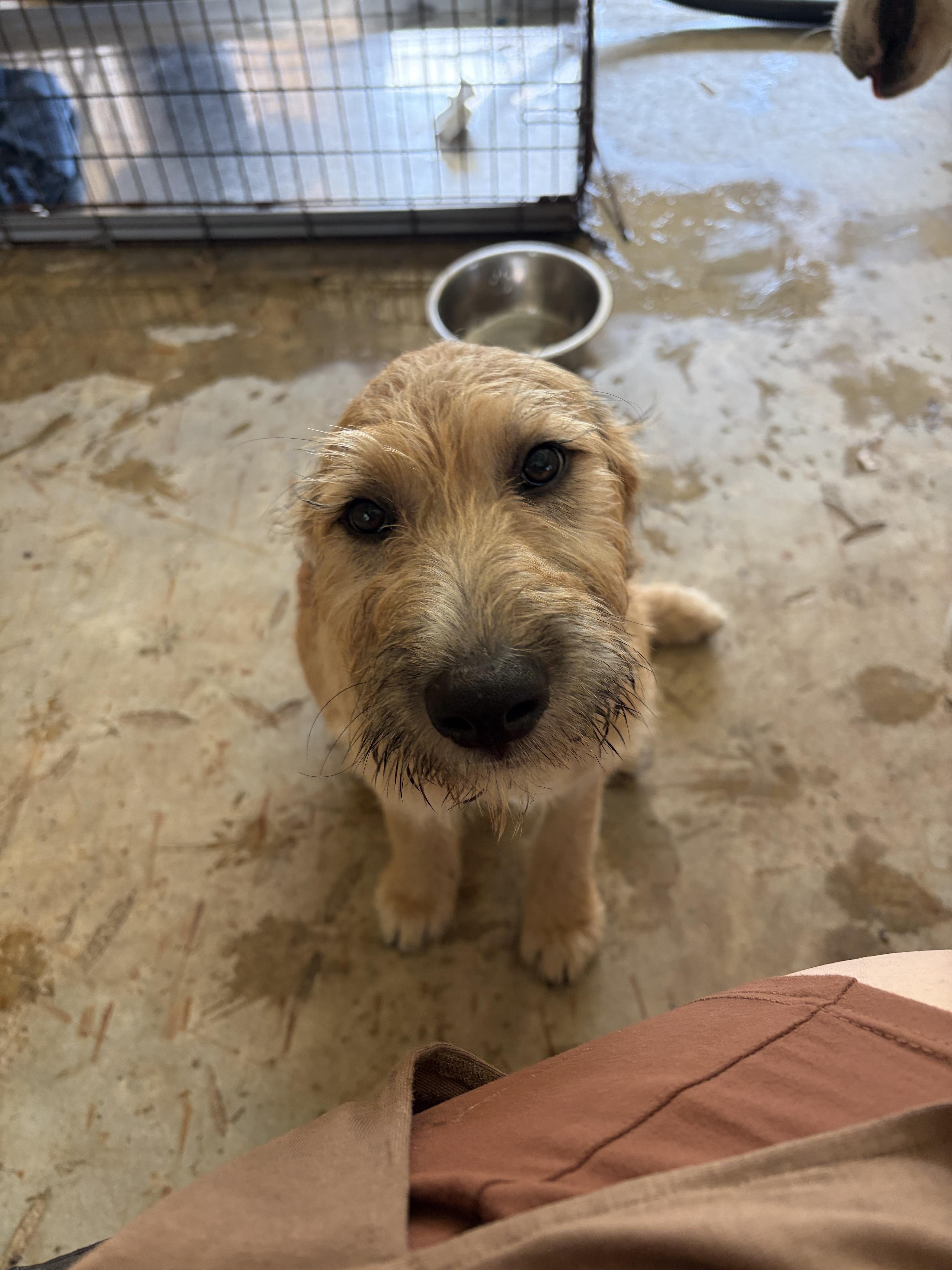 A baby large-sized male Apricot / Beige Goldendoodle dog named Heen for adoption in Covington, LA