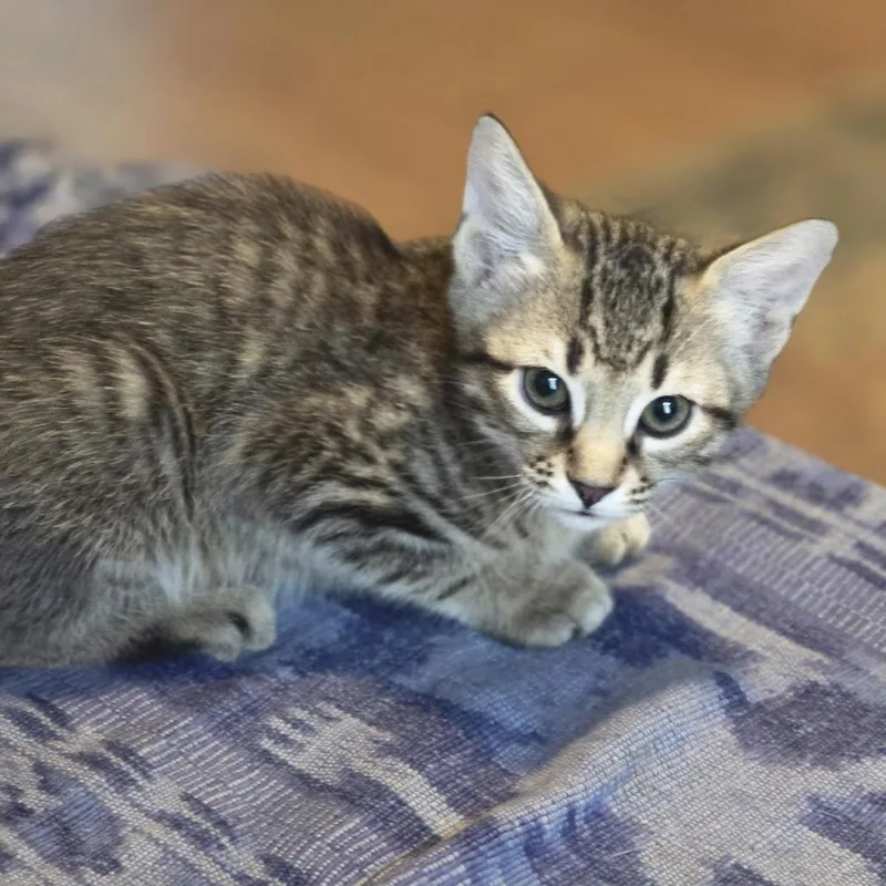 A baby small-sized male Domestic Short Hair cat named Sterling for adoption in Cumming, GA