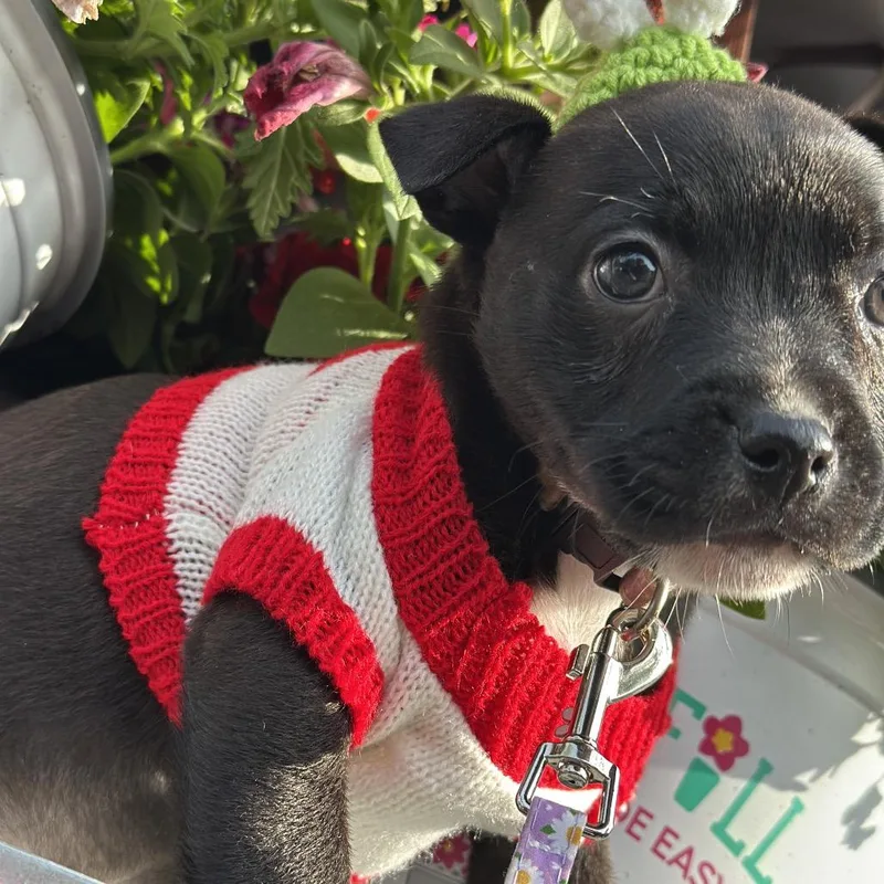 A baby small-sized female Black Rat Terrier dog named Maude C for adoption in Oklahoma City, OK
