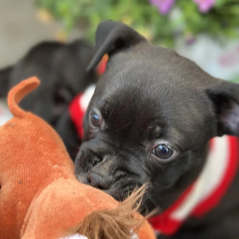 Maude C thumbnail 3