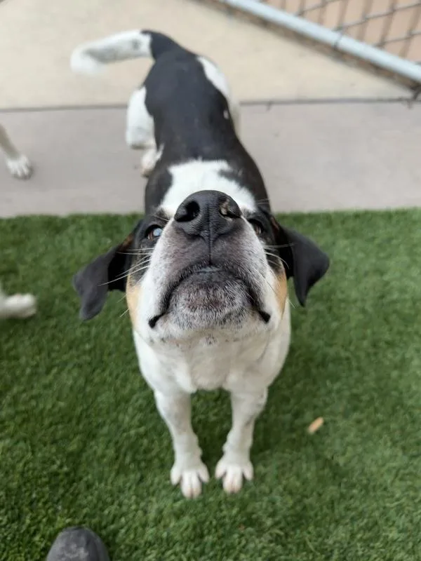 An adult medium-sized male Hound dog named Nook for adoption in San Diego, CA