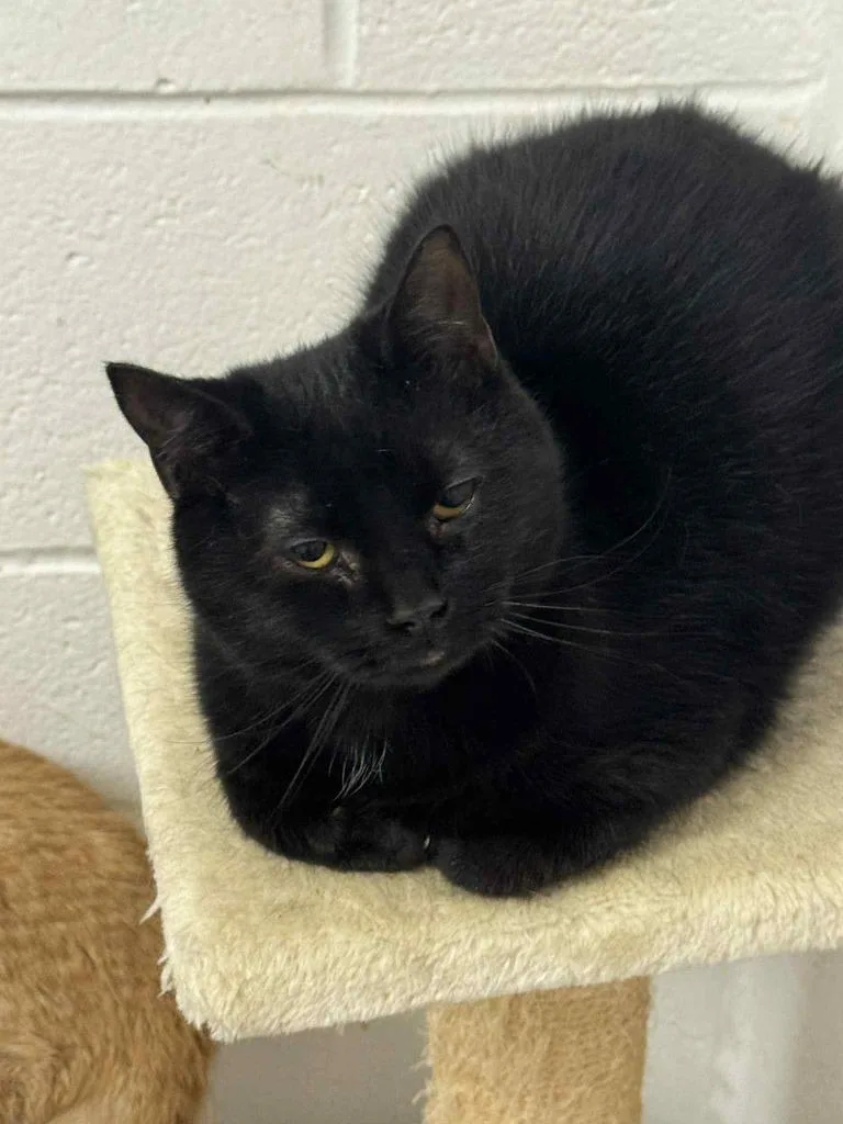 A young medium-sized male Domestic Short Hair cat named Winkie for adoption in Marion, OH