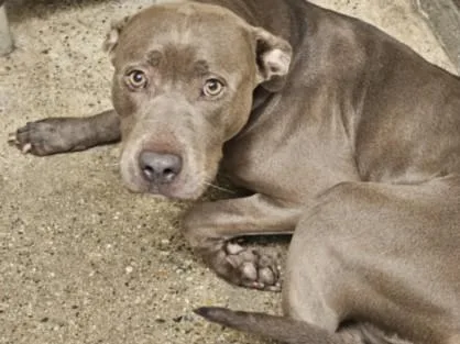 An adult medium-sized female Pit Bull Terrier dog named Jody for adoption in Los Angeles, CA