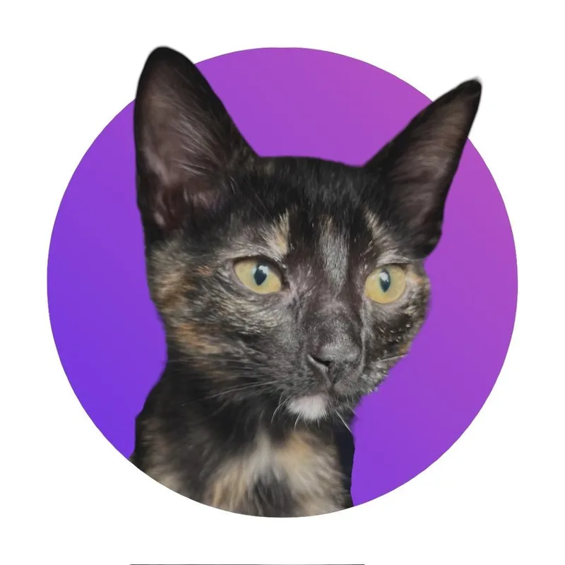 Jitterbug thumbnail 4