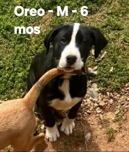 Oreo thumbnail 2