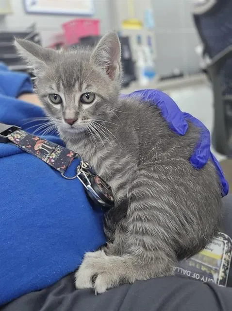 A baby medium-sized male Domestic Short Hair cat named Meowth for adoption in Dallas, TX