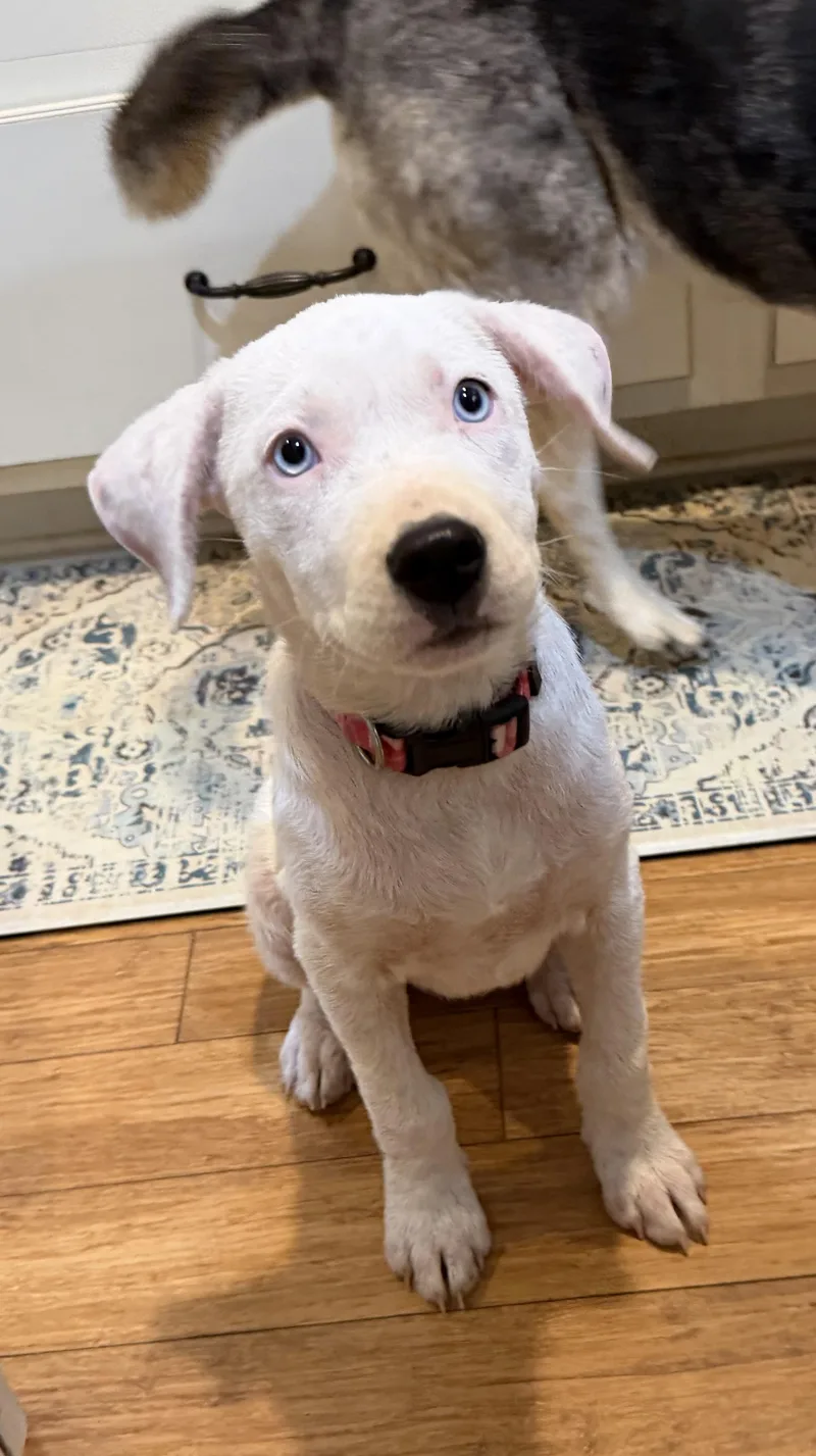 A baby medium-sized female White / Cream Labrador Retriever dog named Angelblue eyes for adoption in Brierfield, AL