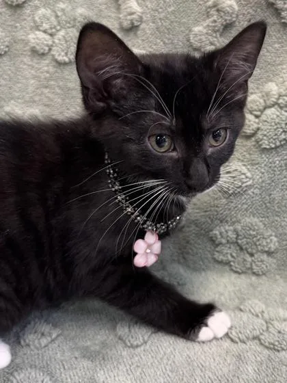 A baby small-sized female Domestic Short Hair cat named Sabine Ghost Tabbytuxedo Mix for adoption in Seneca, SC