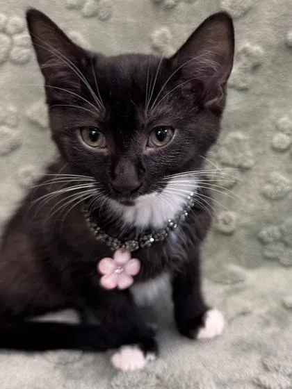 Sabine Ghost Tabbytuxedo Mix thumbnail 2