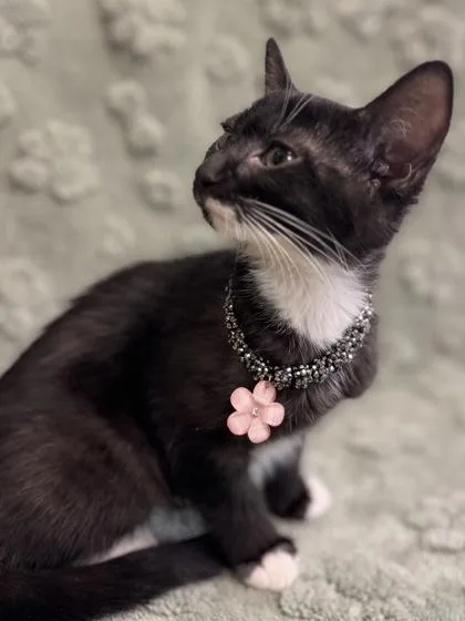 Sabine Ghost Tabbytuxedo Mix thumbnail 3