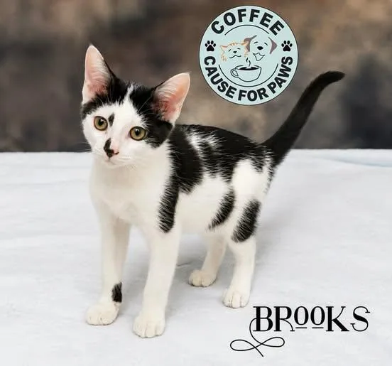Brooks