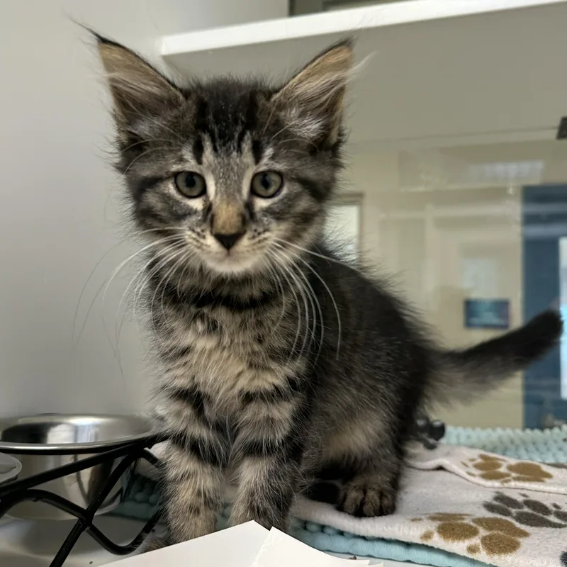 A baby small-sized female Tabby (Brown / Chocolate) Domestic Medium Hair cat named Nyx for adoption in Manassas, VA