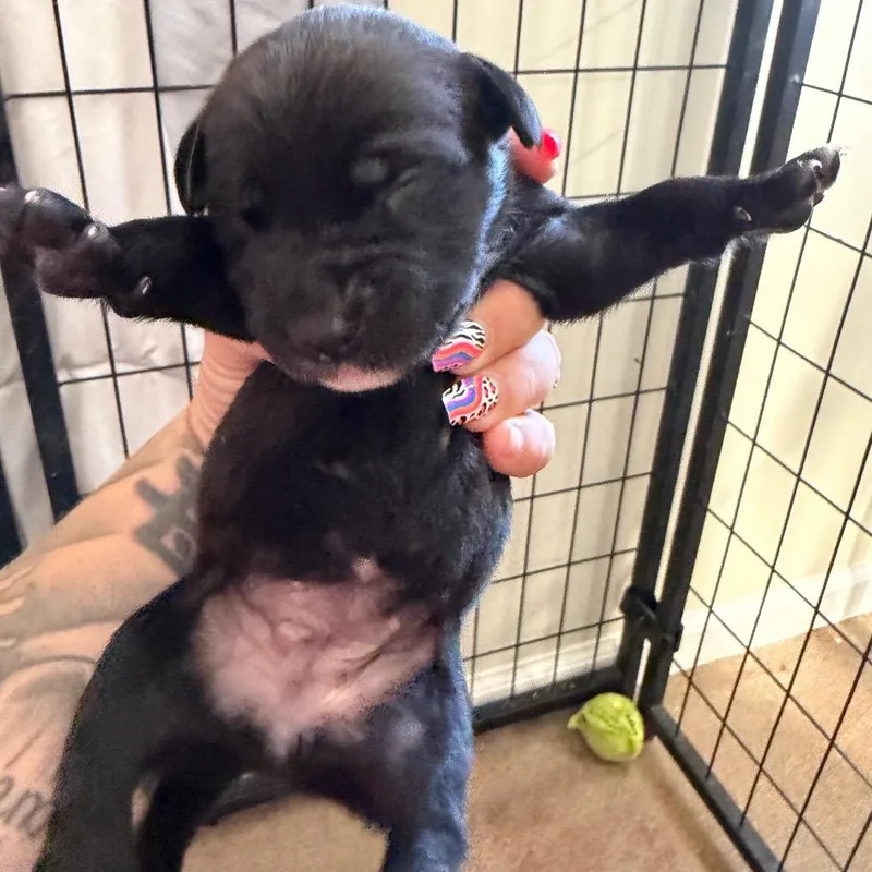 A baby medium-sized female Black Labrador Retriever dog named Mocha for adoption in Hohenwald, TN